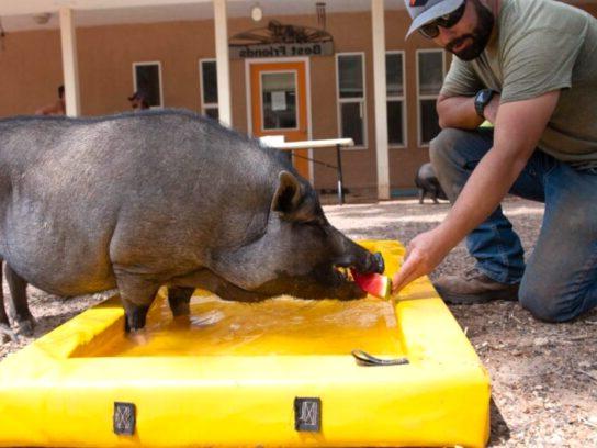 photo of pig at Best Friends Animal Sanctuary in Utah